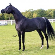 Arlene Magid comments on Bahdeiro SLM